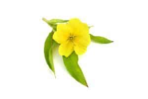 Oenothera flower isolated.