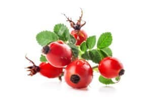 rose hips isolated