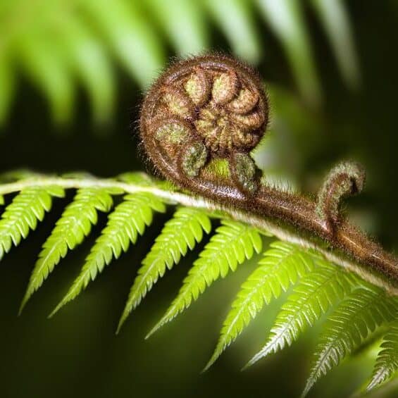 NZ Koru