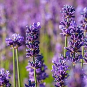 Lavender flowers