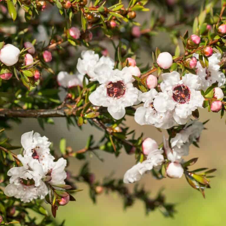 Manuka leaf