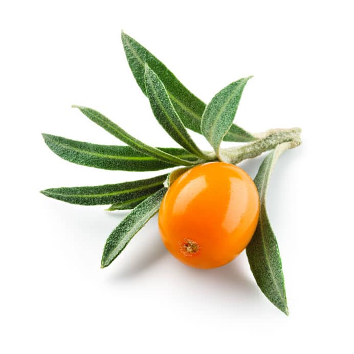 sea buckthorn fruit oil