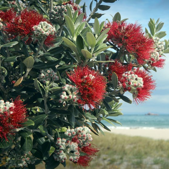 Pohutakawa bark extract sq
