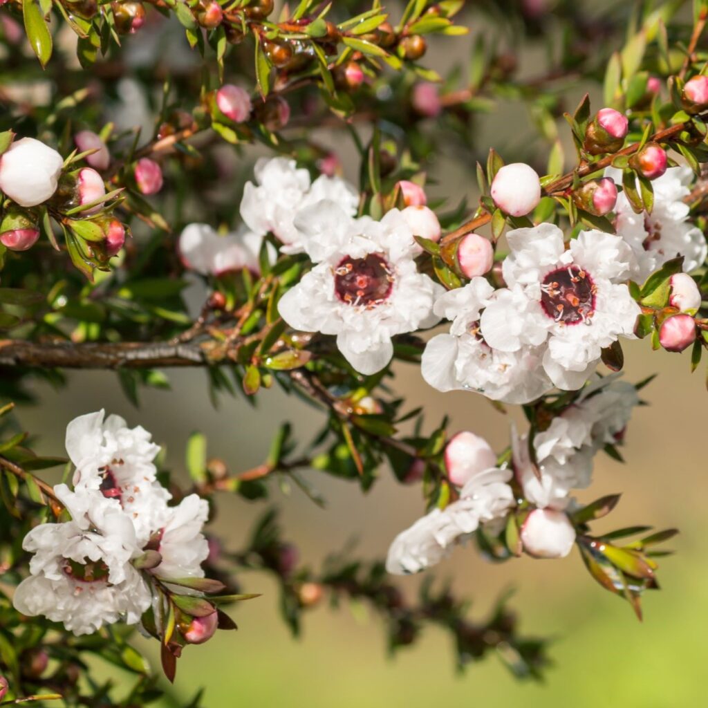 manuka rs sq