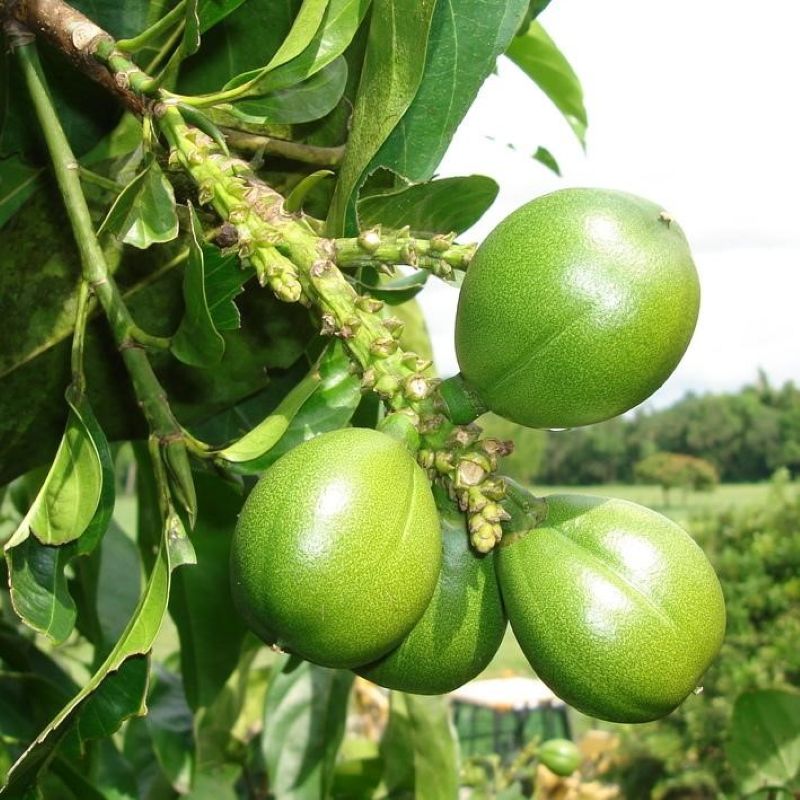 Golden Cacay Oil, a potent natural source of Vitamin A used in Scenturie skincare formulations for maturing skin.